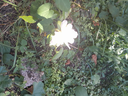 flowers